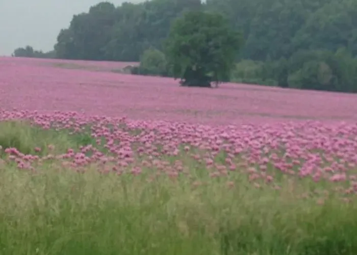 Gabriele Appartamento Waldenburg (Saxony)